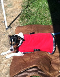 Red with Plaid - Pet Robe